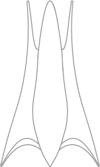 Abeliavase