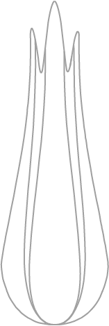 WallVase